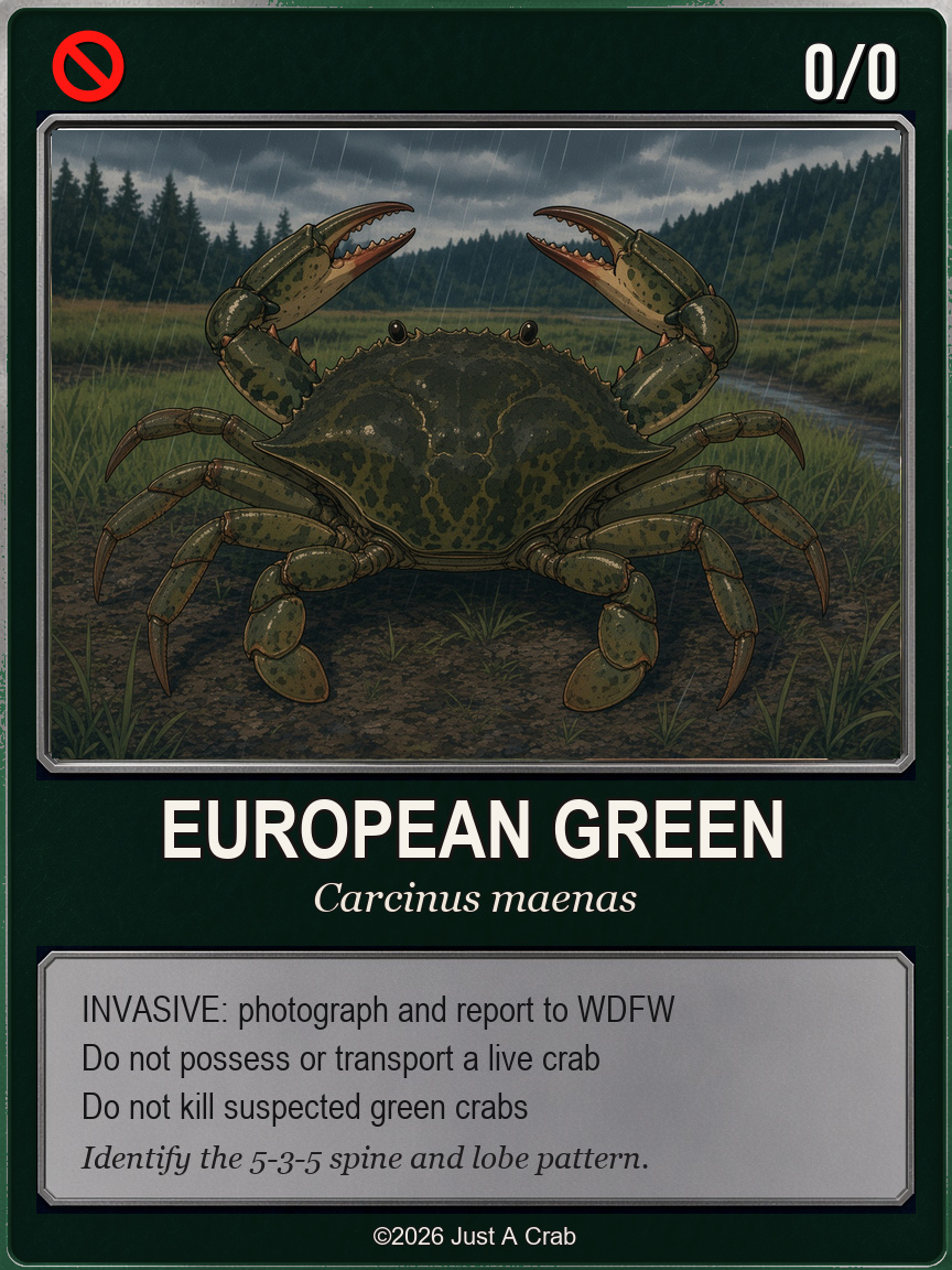 European green crab card: invasive species, zero crab may be kept, Carcinus maenas