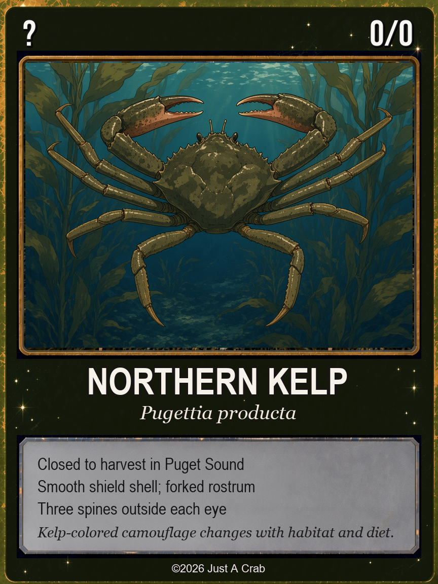 Northern kelp crab card: closed to harvest, Pugettia producta